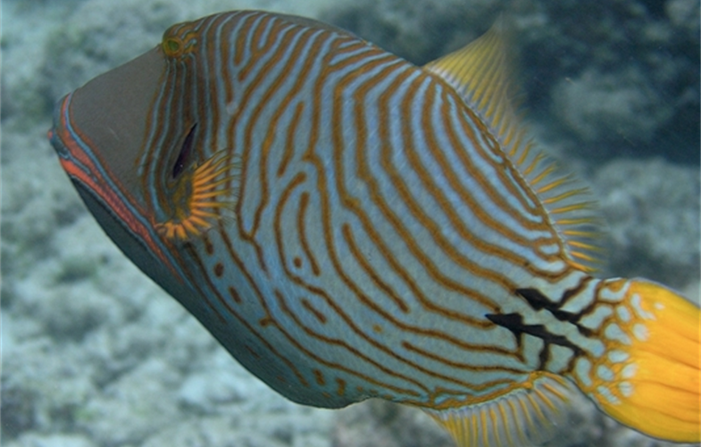 1_Orange-lined triggerfish